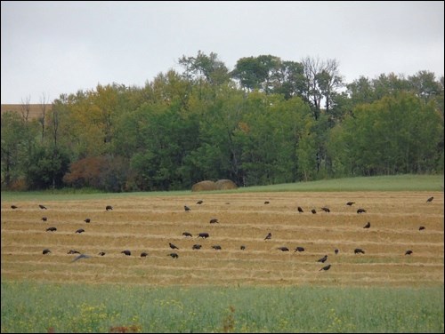 fall rural scene pic