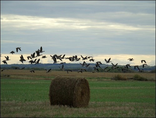 fall rural scene pic