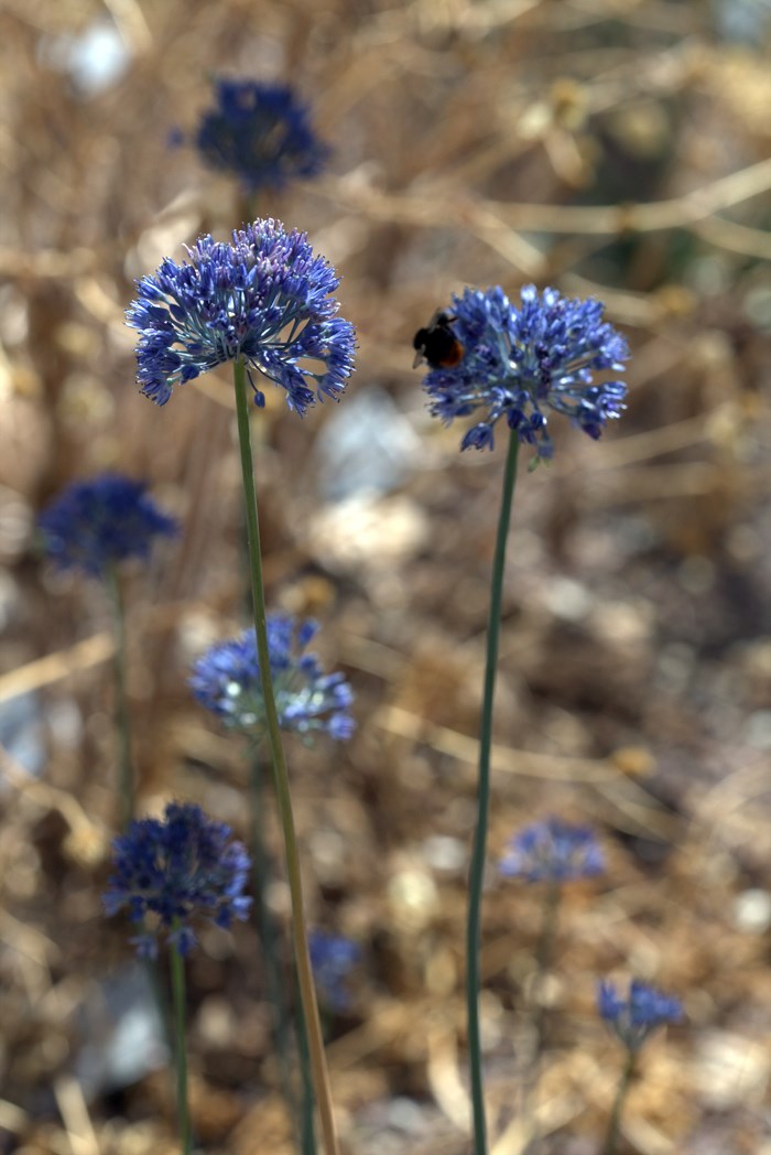 Alliums