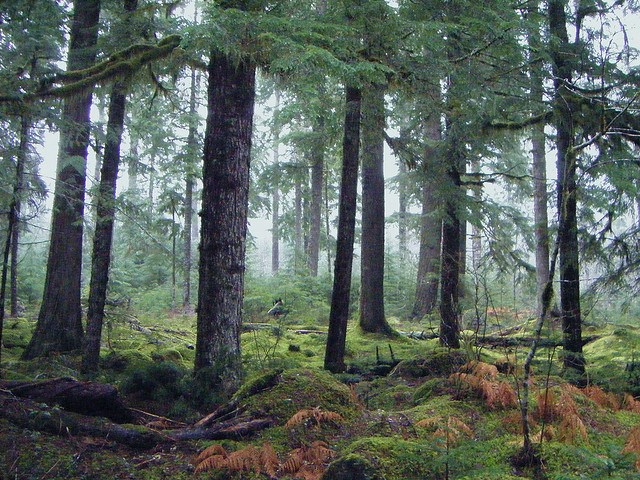trees