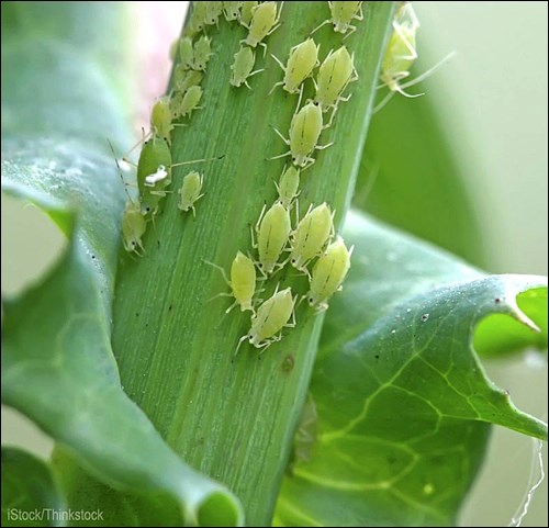 aphid