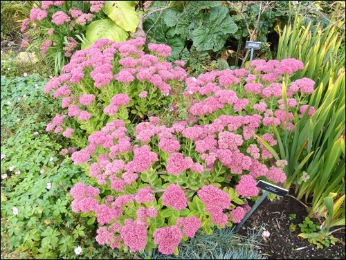 Brilliant sedum