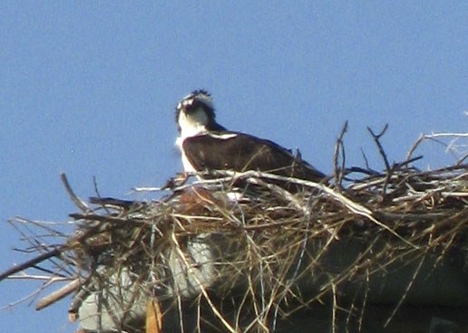 osprey