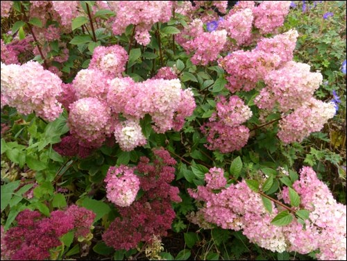 Pink hydrangea