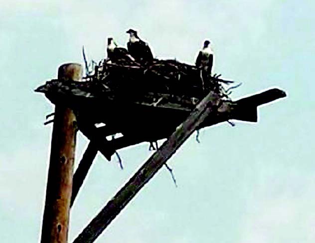 Terry Galandy of Lady Lake photographed a set of osprey