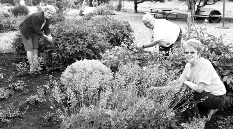 Trackside Garden