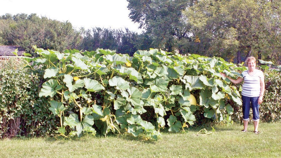 Mary Pasiechnik of Preeceville posed for a photograph beside the pumpkin patch in her garden which she describes as having taken a life of its own. It has scaled the hedge and is spreading across her lawn.