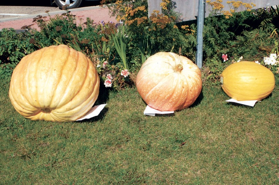 There were three pumpkin entries vying for the top spot in the largest pumpkin contest in Preeceville. Tom Babchishin, Mary Pasiechnik and Toni Chornomitz each entered a pumpkin.