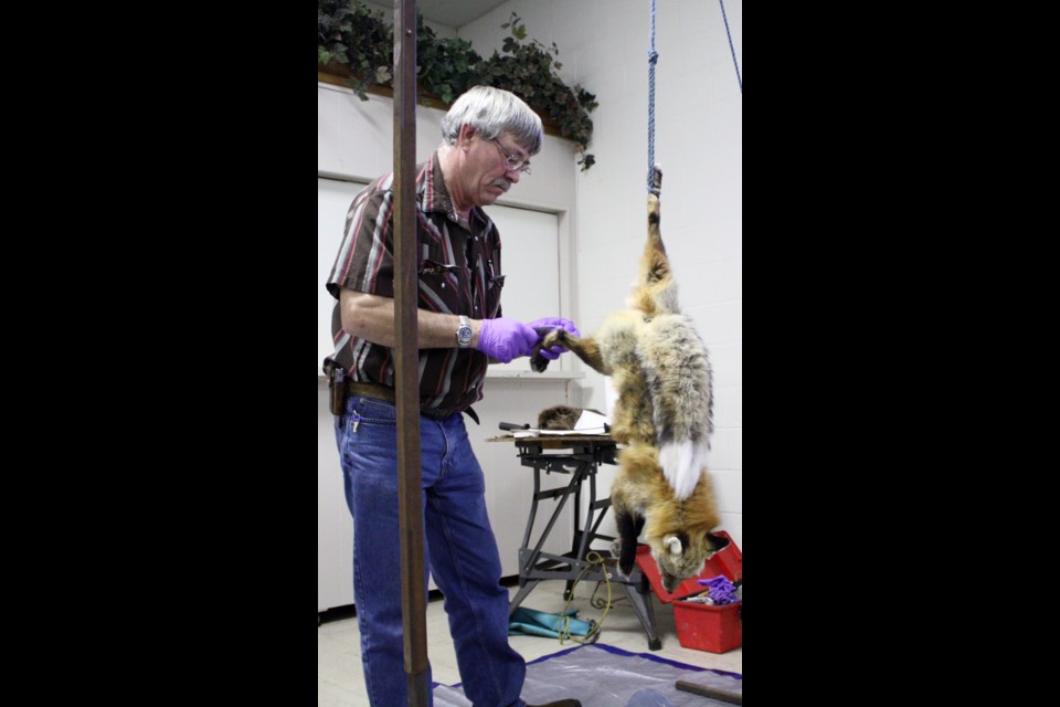 Floyd Hendrickson, humane education coordinator for the Saskatchewan Trappers Association demonstrates how to skin and clean a fox to a class of trapping students Saturday at the town hall in Springside.