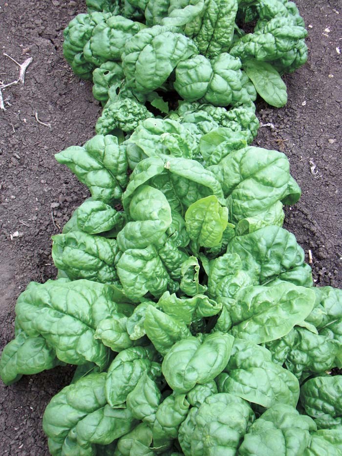 Spinach