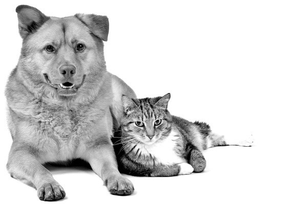 Cat and Dog photo.