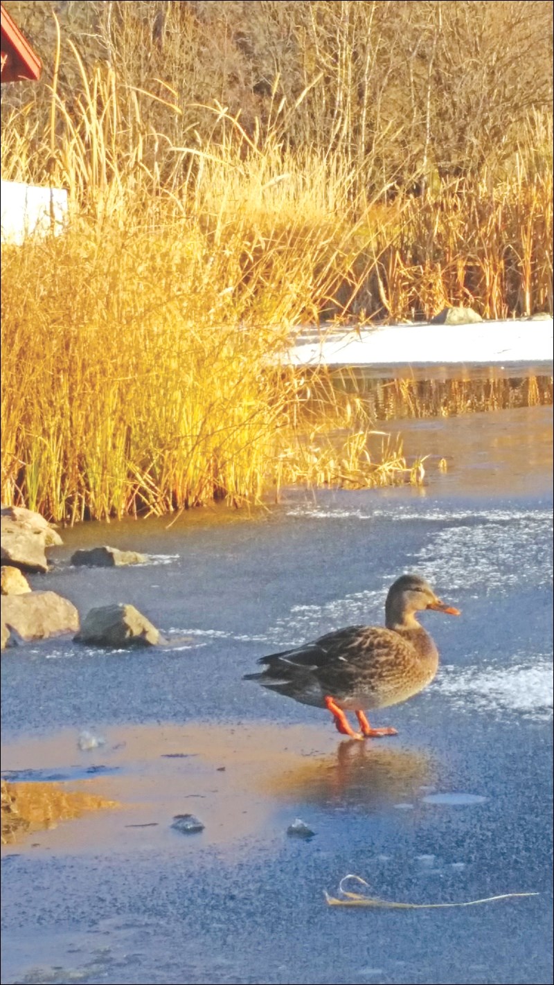 ON THIN ICE