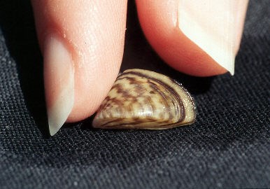 Zebra mussels