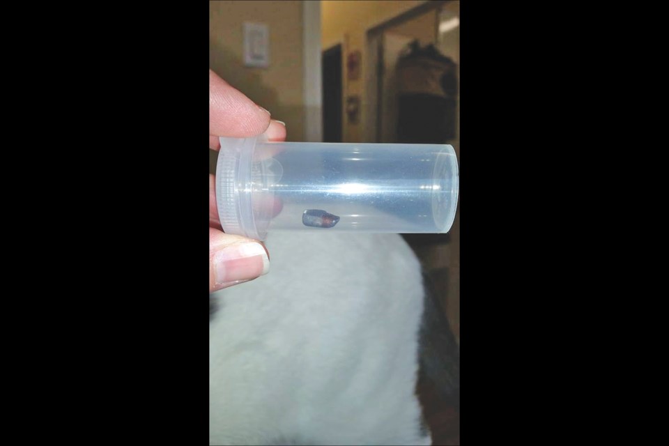 The .22 bullet extracted from Dubs’ body.