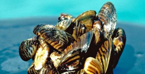 zebra mussels