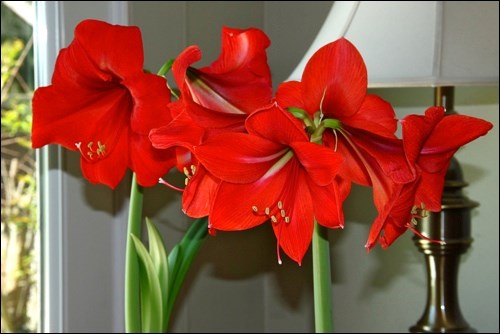 amaryllis arturo lee