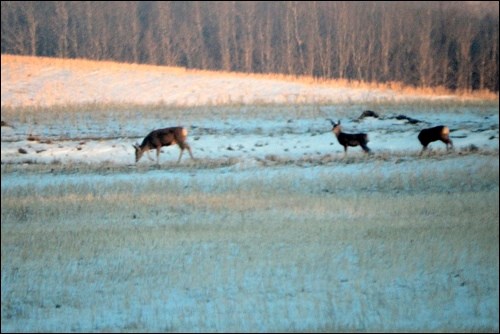 winter rural scene pic