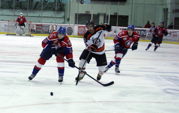 Yorkton Terriers