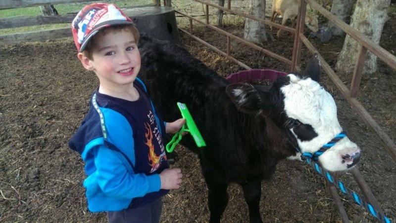 Sam Volpatti brushed his beef calf which is becoming the subject of his 4-H club project.