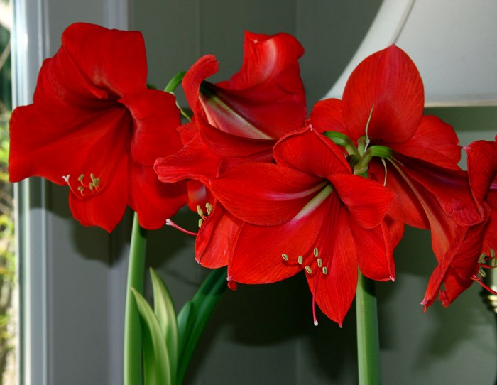 Amaryllis