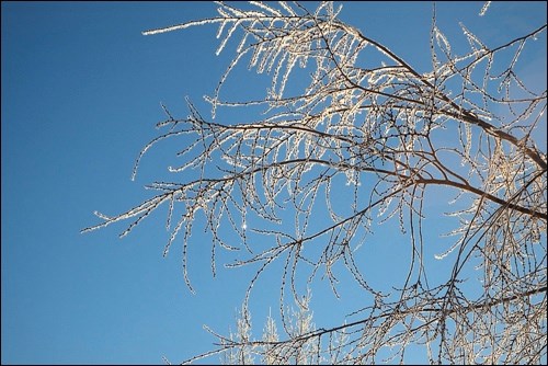 winter rural scene pic