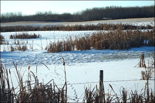 winter rural scene pic