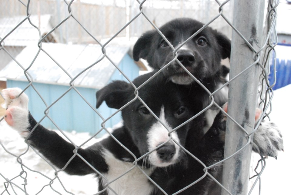 SPCA
