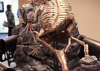 Big Bert, a Terminonaris robusta crocodile, lived in Saskatchewan 92 million years ago, and his skeleton is now at the Western Development Museum.