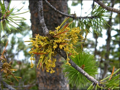 mistletoe