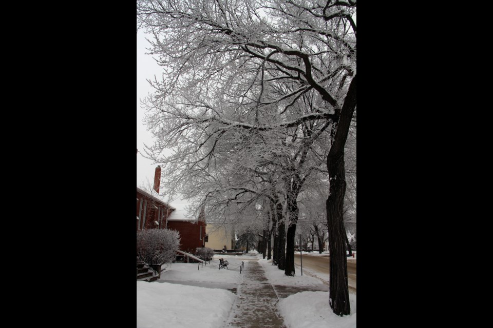 Frosty streetscape It was a postcard-like white Christmas in the city of Yorkton this year as hoar frost clung to the trees across the city, and marked the streets in white for much of the week leading up to the big day. That included the scene captured here on Third Avenue.