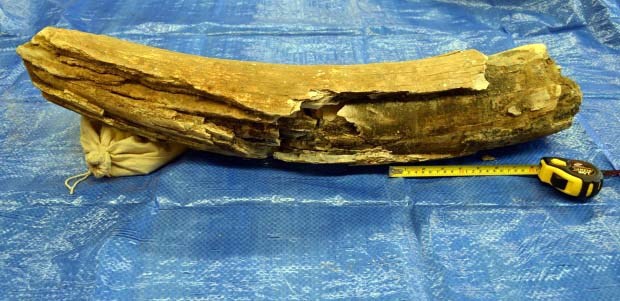 Woolly mammoth tusk
