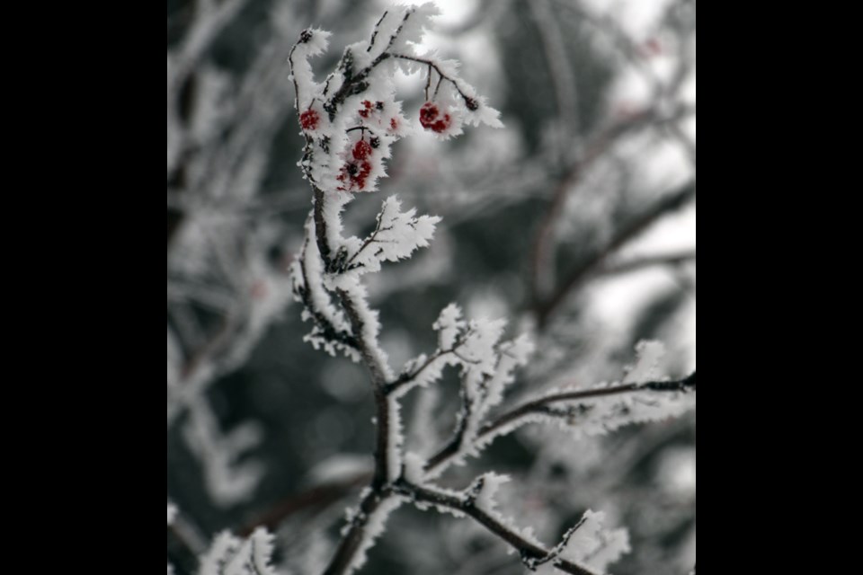 It has been a frosty few weeks in Yorkton, as the town turned white thanks to hoar frost blanketing the city.