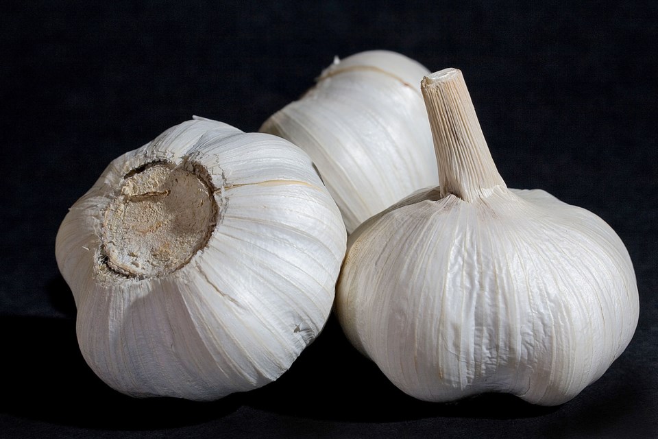 Garlic bulbs. Photo by J.J. Harrison