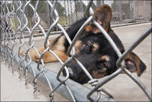 dog in cage