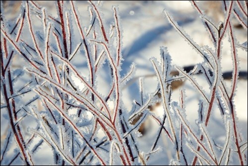 winter rural scene pic