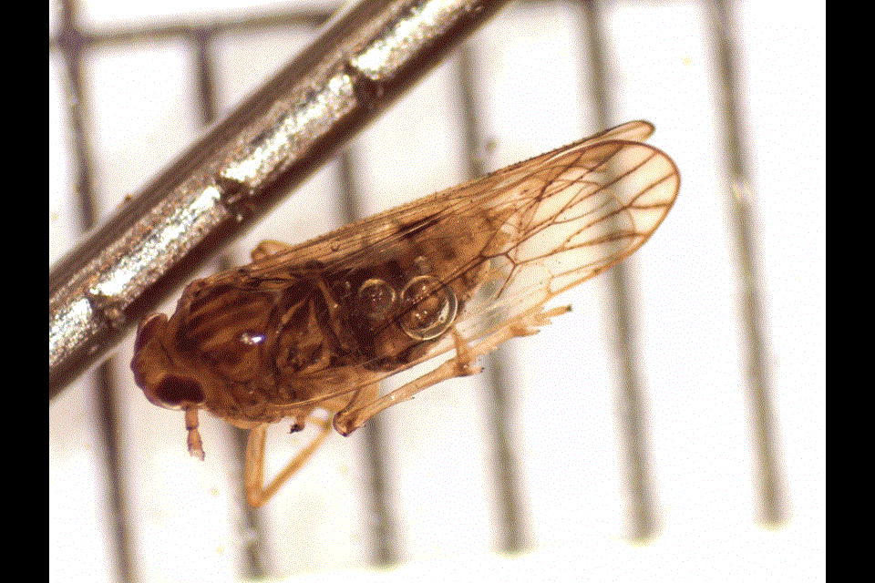 Brown plant hoppers found in a container from Taiwan being shipped to the U.S. through the Portal, N.D., rail system.