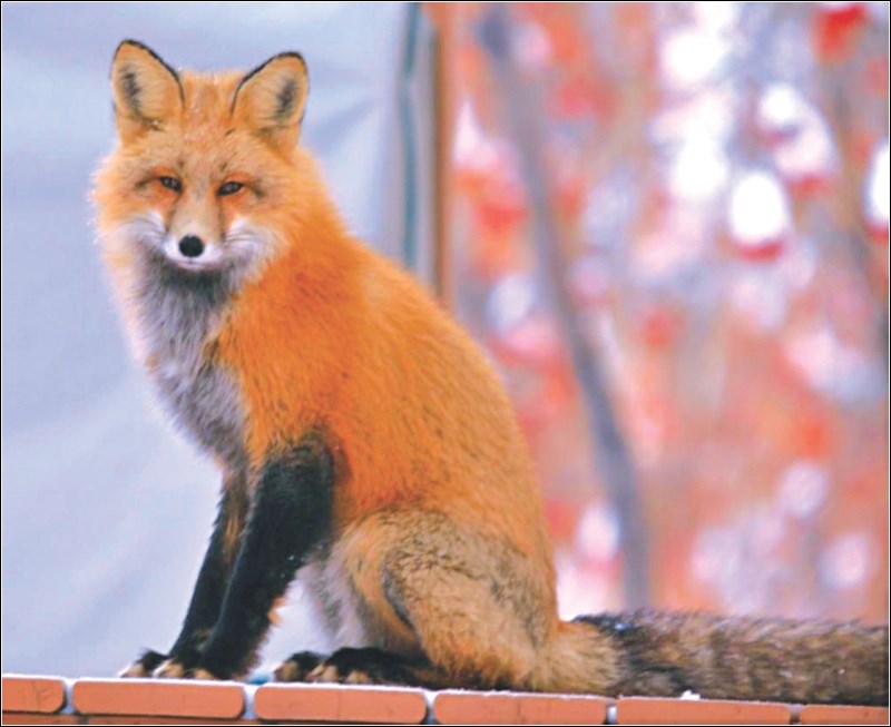 Red Fox