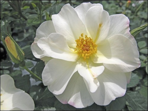 Oscar Peterson rose. Photo courtesy Canadian Nursery and Landscape Association.