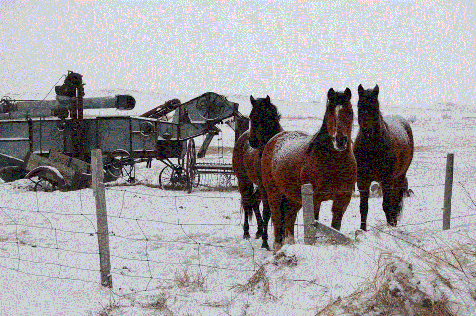 Horses and snow