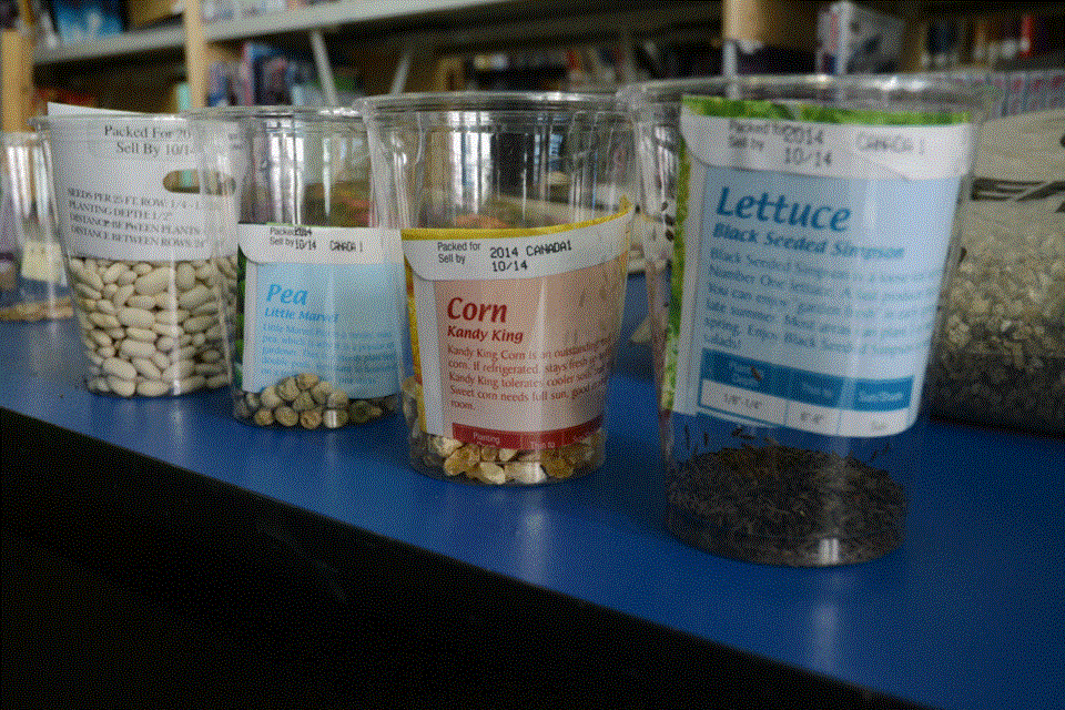 seeds