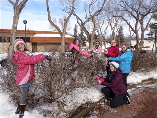 The Pathfinder Branch members of the North Battleford Girl Guides distributing their gifts of warmth in Central Park near the library.