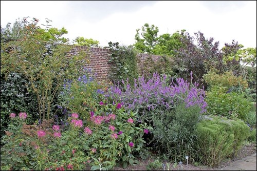 A stunning purple border set against a brick wall. Photo by Tony Hisgett