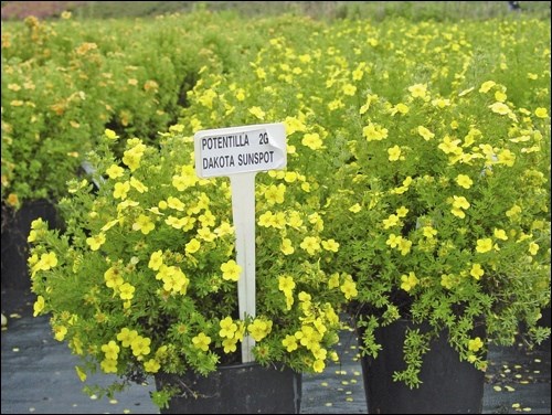 Potentilla Dakota Sunspot - Aubin Nurseries, Ltd.