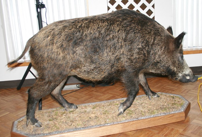 Feral wild pigs