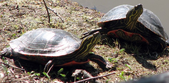 Western painted turtles