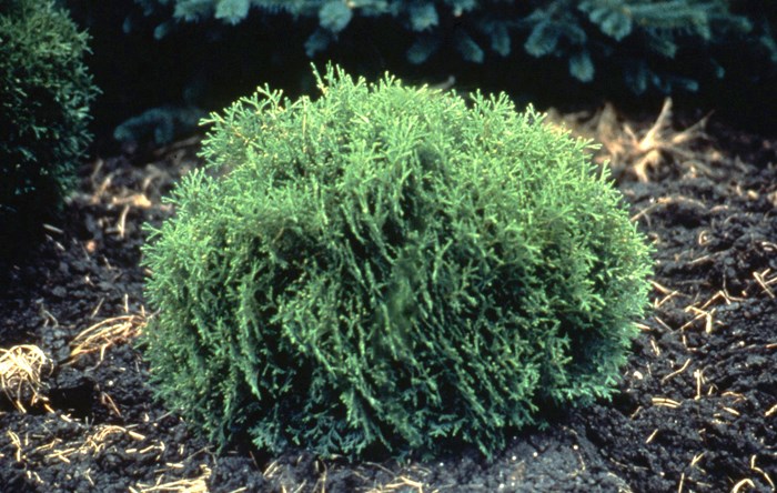 shrub