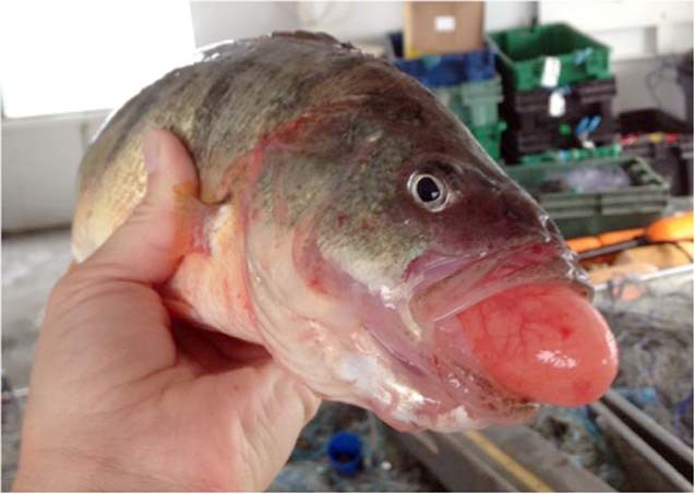 Fishing Parkland Shorelines - Be aware of barotrauma in fish