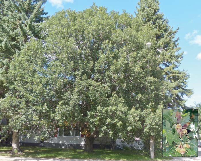 trees