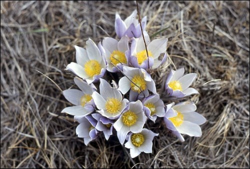 crocus