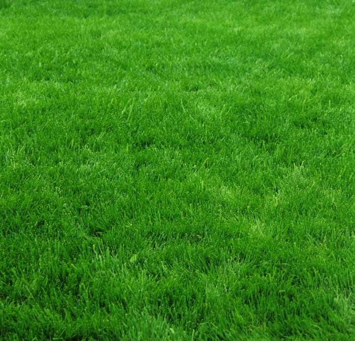 lawn